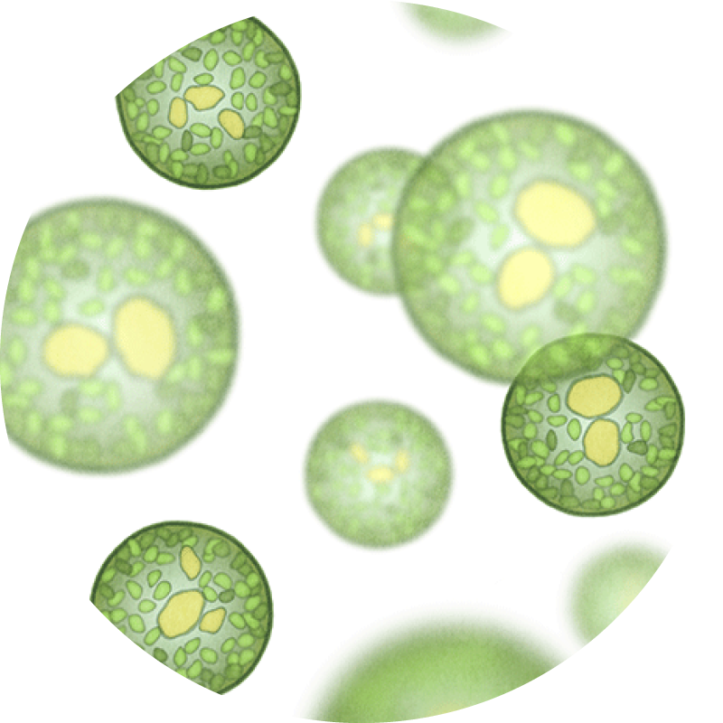 Microbial strains