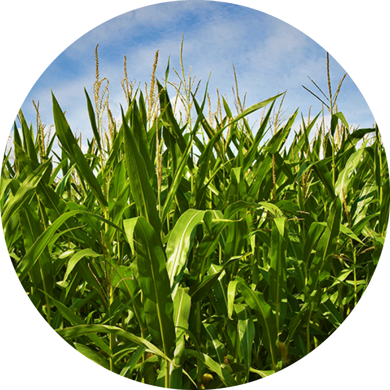 Green crops against a blue field