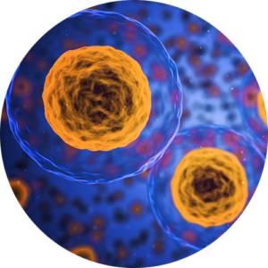 Magnified cell