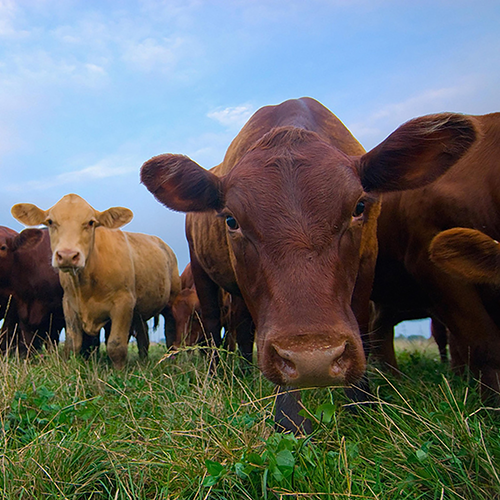 Dairy cows in a field