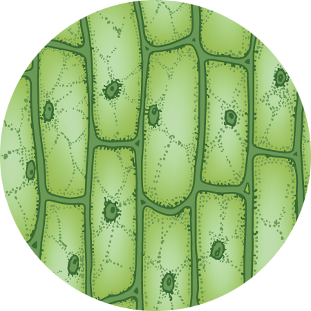 Close-up of plant cells