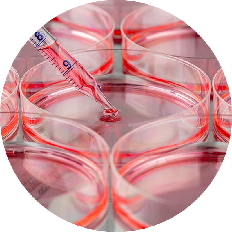 A dropper extracting a red tinged liquid from a petri dish