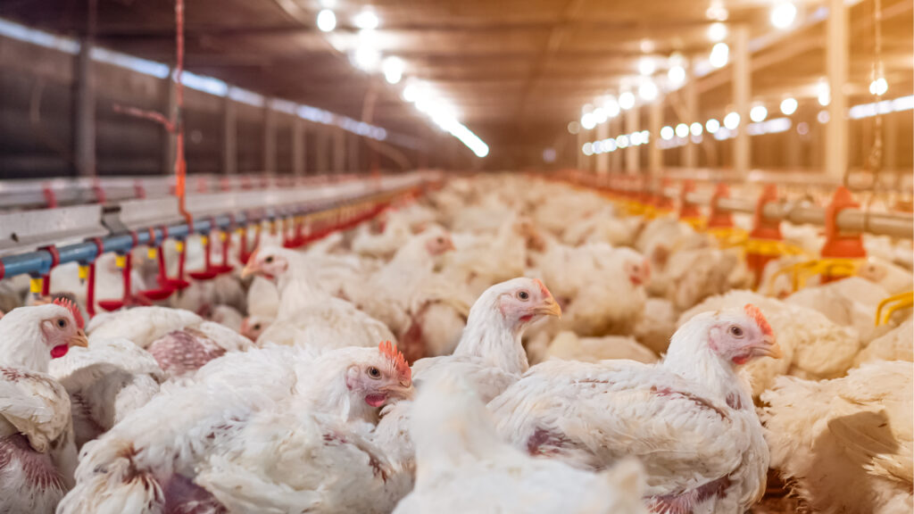Chicken factory farming