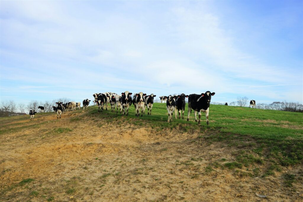 Cattle farm